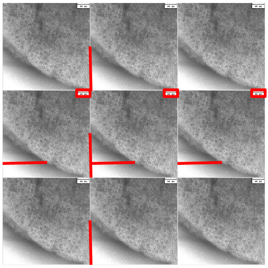 Bacteria S-layer TEM image with sources of horizontal and vertical periodic pattern identified.