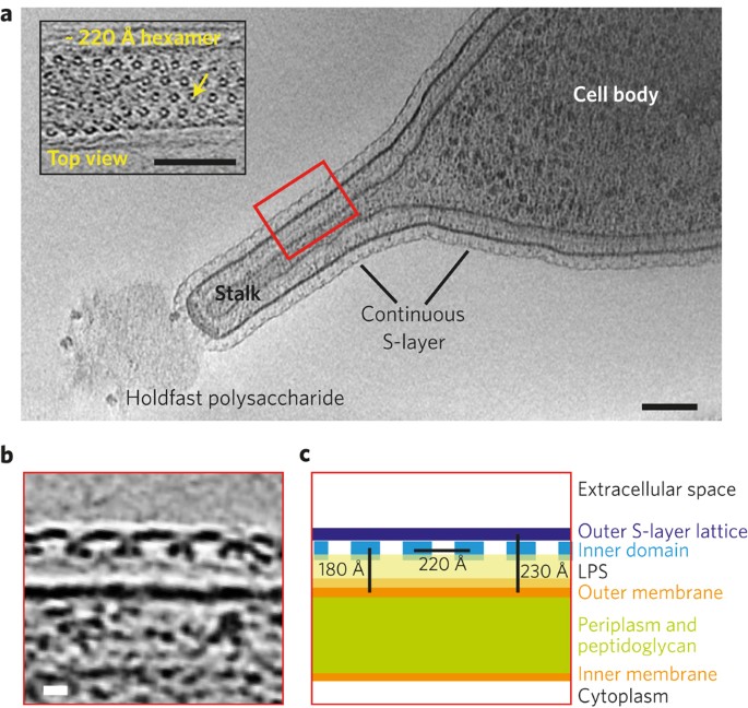 Image source: Structure of the hexagonal surface layer on Caulobacter crescentus cells