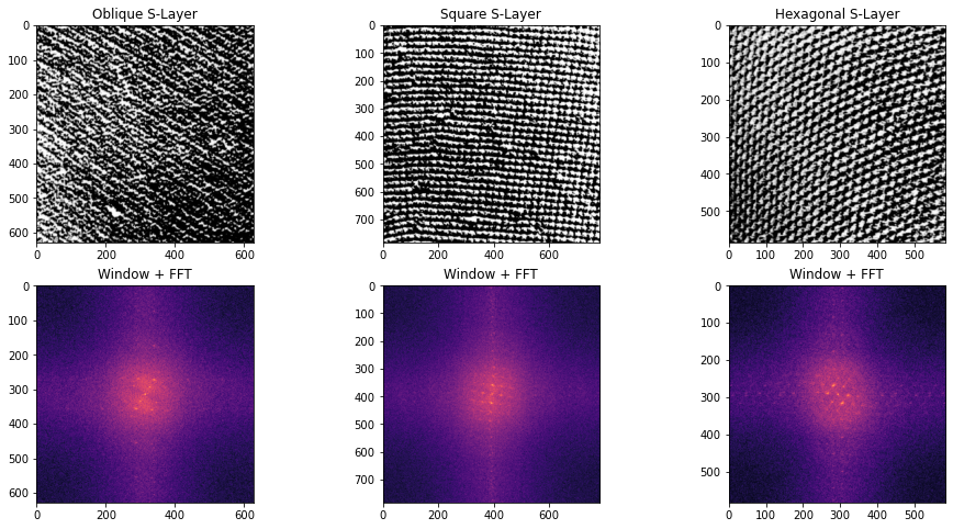 FFT log magnitude plots of example oblique, square, and hexagonal S-layers