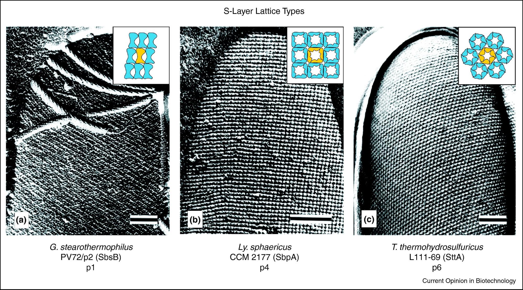 Image source: S-layer fusion proteins&ndash;construction principles and applications